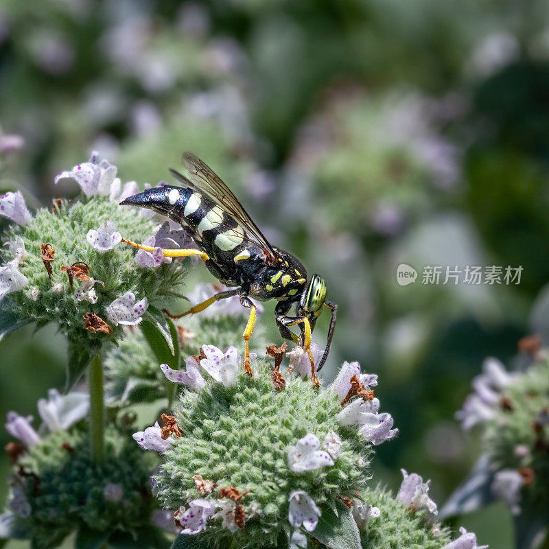 四带蝽猎蜂，(双环quadrifasciatus)，沙蜂蟹科，群集山薄荷，Pycnanthème mutique。